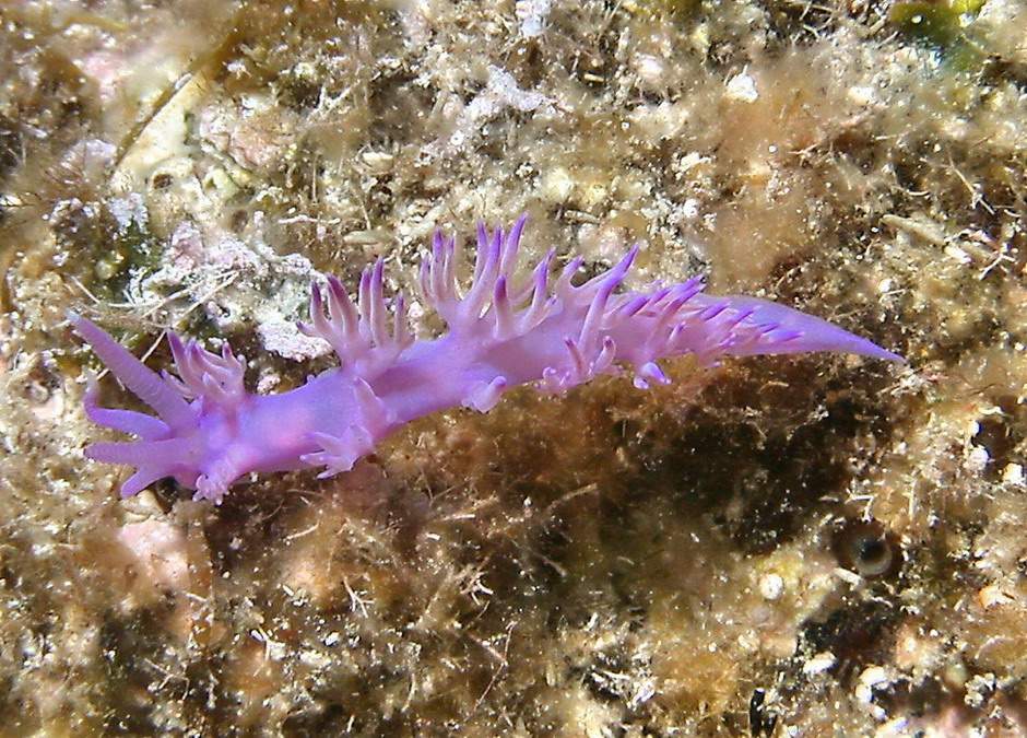 Flabellina affinis